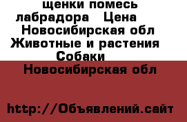 щенки помесь лабрадора › Цена ­ 1 - Новосибирская обл. Животные и растения » Собаки   . Новосибирская обл.